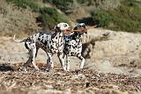 DALMATIEN 115